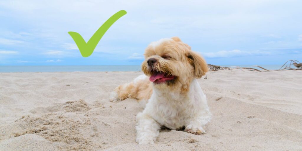 Location touristique : pourquoi accueillir les animaux ?