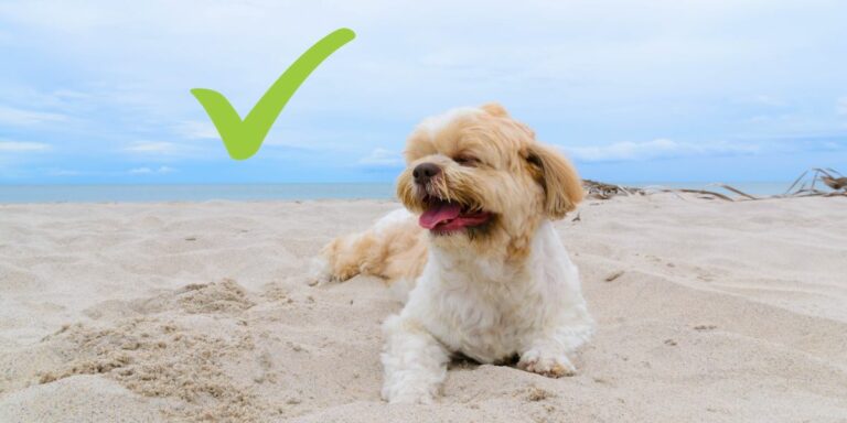 Location touristique : pourquoi accueillir les animaux ?