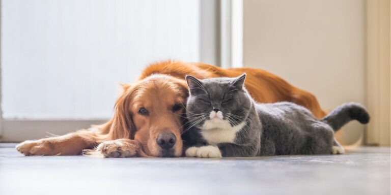 Accueillir les animaux de compagnie