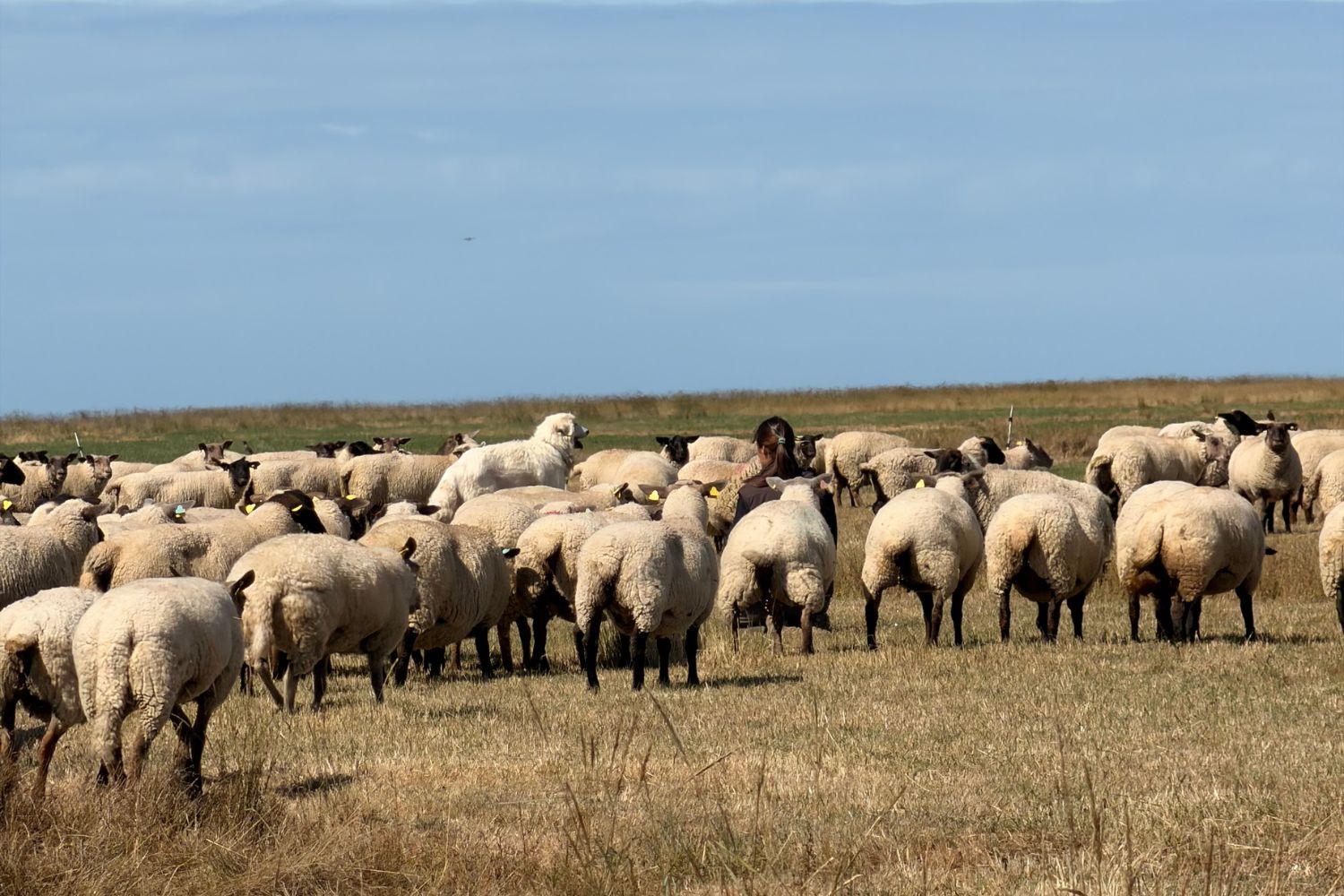 tablée pur beurre 2026
